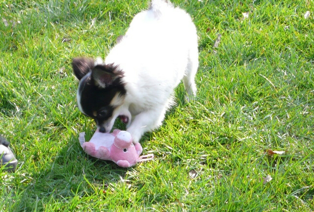 21.3.2011-Blanca hat eine Schweinebeute