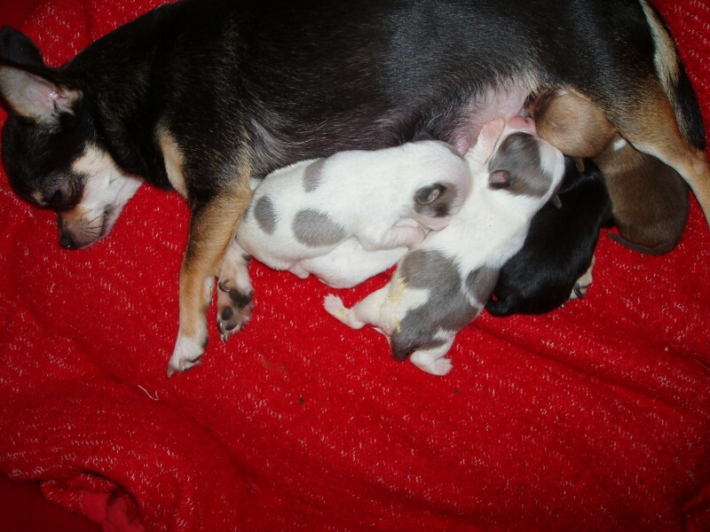 25.4.2011-C-Wurf Schoki mit Babys