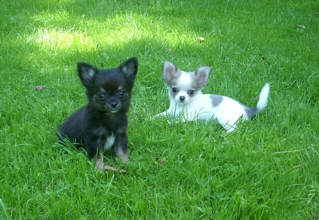 27.6.2011-Cosmo Pedro und Clarissa