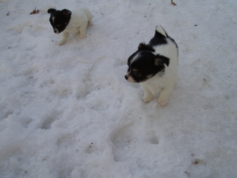6.1.2011-Blanka und Dotti im Schnee