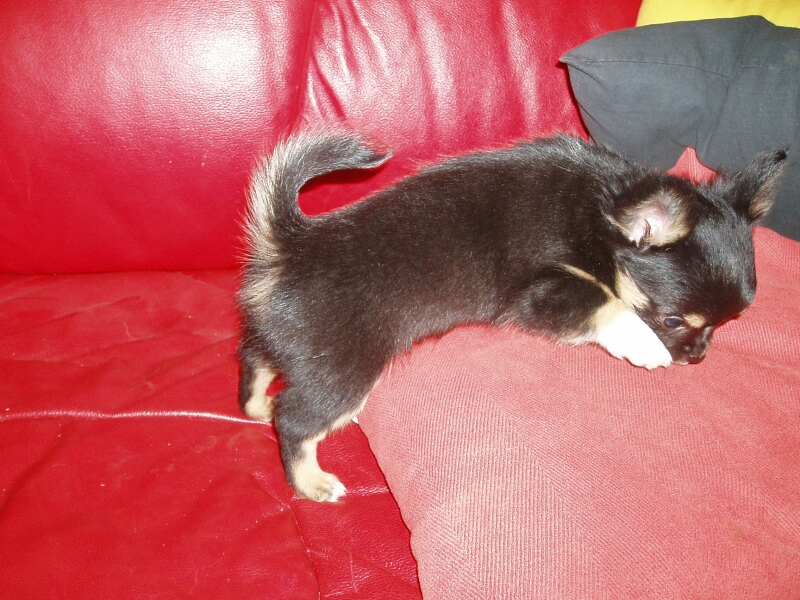 Bonita schnffelt am Kissen auf dem roten Sofa Januar 2011